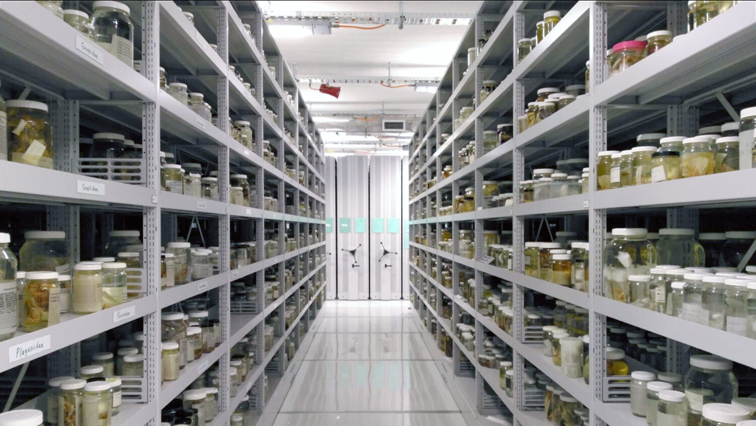 Hendra wet store shelves with collection items after move from Southbank.